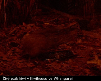 Živý pták kiwi v Kiwihousu ve Whangarei